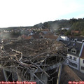 19_00-nest.jpg