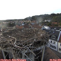 19_05-nest.jpg