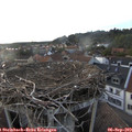 19_10-nest.jpg