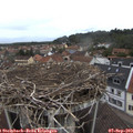 10_45-nest.jpg