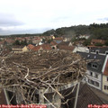11_00-nest.jpg