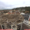 11_10-nest.jpg