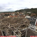 11_20-nest.jpg