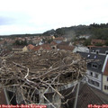 11_30-nest.jpg