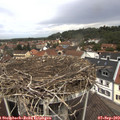 12_00-nest.jpg