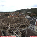 12_10-nest.jpg