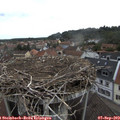 12_15-nest.jpg