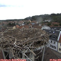 12_20-nest.jpg