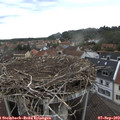 12_40-nest.jpg