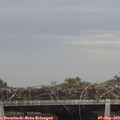13_50-mast.jpg