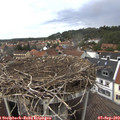 13_50-nest.jpg