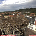 14_10-nest.jpg