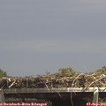 14_15-mast.jpg