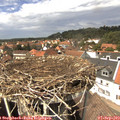 14_15-nest.jpg