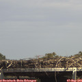 14_50-mast.jpg