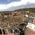 14_50-nest.jpg