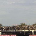 15_25-mast.jpg