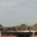 15_30-mast.jpg