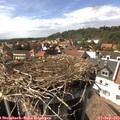 15_50-nest.jpg