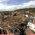 15_55-nest.jpg