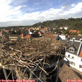 16_00-nest.jpg