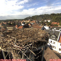 16_05-nest.jpg