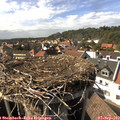 16_10-nest.jpg