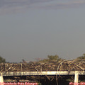 18_15-mast.jpg