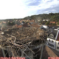 18_20-nest.jpg