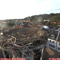 18_50-nest.jpg