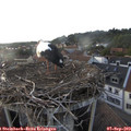 19_05-nest.jpg