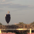 19_10-mast.jpg