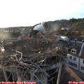 19_10-nest.jpg