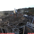 19_15-nest.jpg