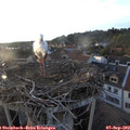 19_20-nest.jpg
