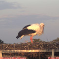 19_30-mast.jpg