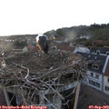 19_35-nest.jpg