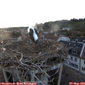 19_40-nest.jpg