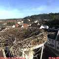 08_25-nest.jpg