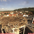 09_50-nest.jpg