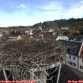 10_50-nest.jpg