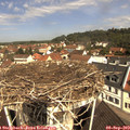 11_05-nest.jpg
