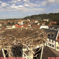 11_10-nest.jpg