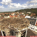 11_30-nest.jpg