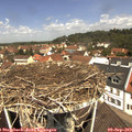 11_50-nest.jpg