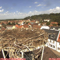 12_00-nest.jpg