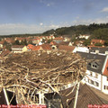 12_10-nest.jpg