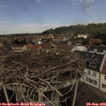 12_20-nest.jpg