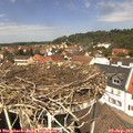12_50-nest.jpg