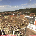 13_00-nest.jpg